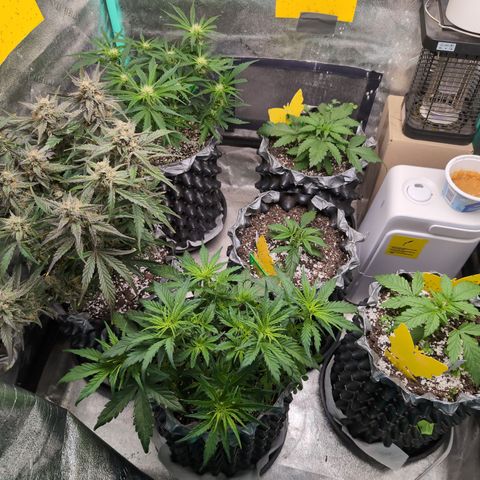 Donna- NH Nuclear Stardawg (74), 22% Sativa, 150g wet/29 dry growlog timeline photo