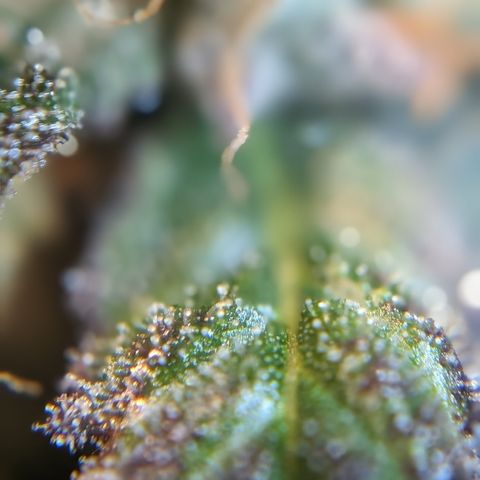 Donna- NH Nuclear Stardawg (74), 22% Sativa, 150g wet/29 dry growlog photo: She looks ripe to me.