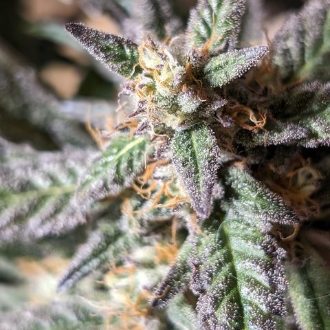 Donna- NH Nuclear Stardawg (74), 22% Sativa, 150g wet/29 dry growlog photo: She looks ripe to me.