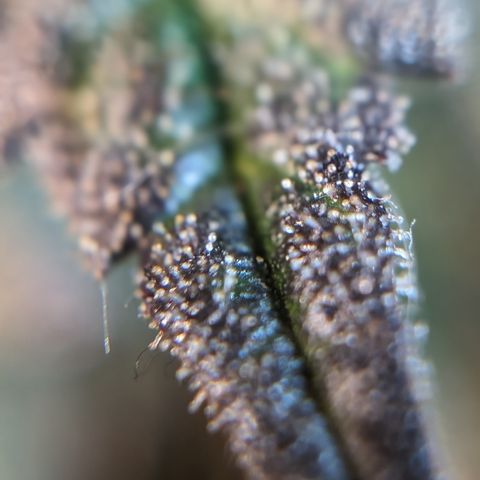 Donna- NH Nuclear Stardawg (74), 22% Sativa, 150g wet/29 dry growlog photo: She looks ripe to me.