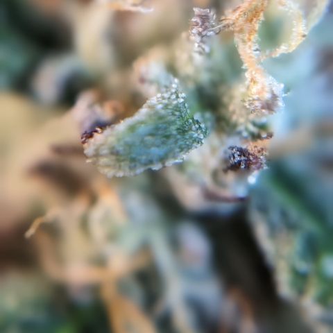 Donna- NH Nuclear Stardawg (74), 22% Sativa, 150g wet/29 dry growlog photo: She looks ripe to me.