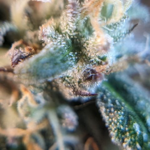 Donna- NH Nuclear Stardawg (74), 22% Sativa, 150g wet/29 dry growlog photo: She looks ripe to me.
