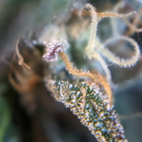 Donna- NH Nuclear Stardawg (74), 22% Sativa, 150g wet/29 dry growlog photo: She looks ripe to me.