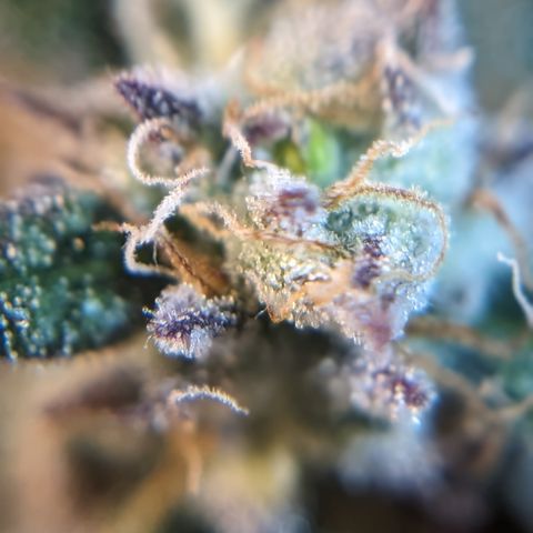 Donna- NH Nuclear Stardawg (74), 22% Sativa, 150g wet/29 dry growlog photo: She looks ripe to me.