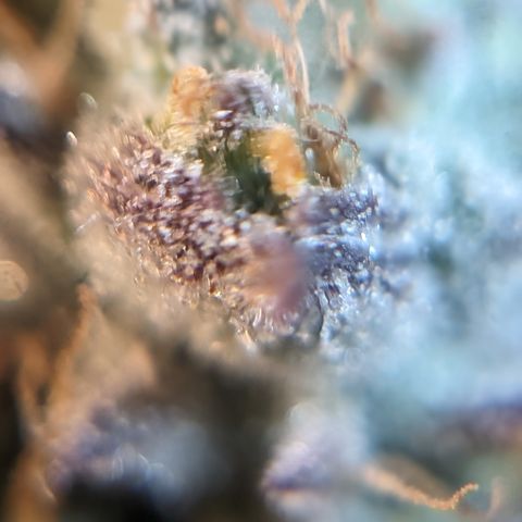 Donna- NH Nuclear Stardawg (74), 22% Sativa, 150g wet/29 dry growlog photo: She looks ripe to me.