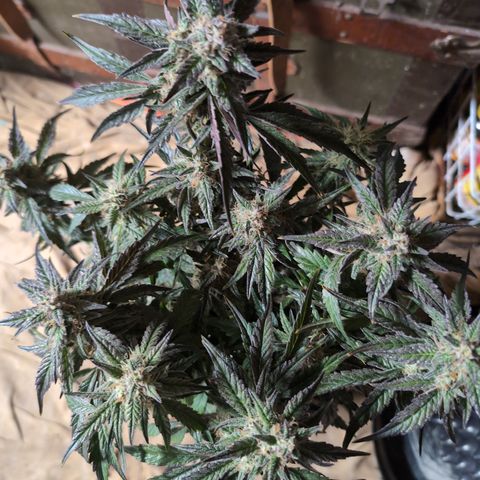Donna- NH Nuclear Stardawg (74), 22% Sativa, 150g wet/29 dry growlog timeline photo