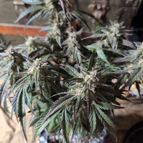 Donna- NH Nuclear Stardawg (74), 22% Sativa, 150g wet/29 dry growlog timeline photo