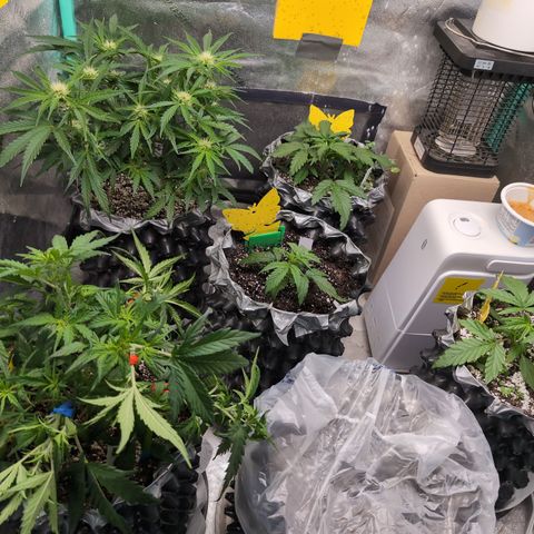Donna- NH Nuclear Stardawg (74), 22% Sativa, 150g wet/29 dry growlog timeline photo