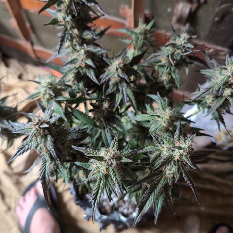Donna- NH Nuclear Stardawg (74), 22% Sativa, 150g wet/29 dry growlog photo: So sticky!