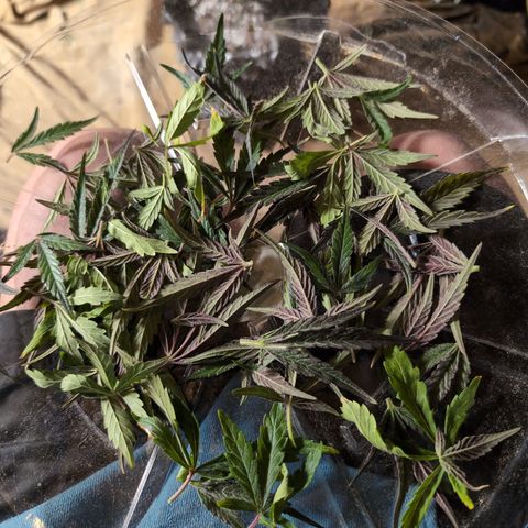 Donna- NH Nuclear Stardawg (74), 22% Sativa, 150g wet/29 dry growlog timeline photo