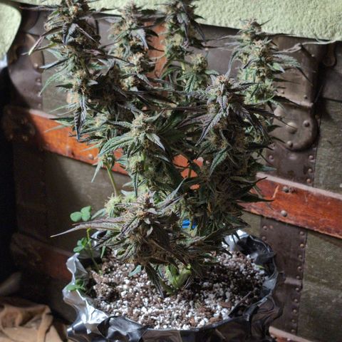 Donna- NH Nuclear Stardawg (74), 22% Sativa, 150g wet/29 dry growlog photo: ☹️ She looks scared and naked.