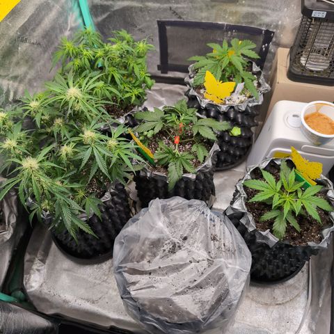 Donna- NH Nuclear Stardawg (74), 22% Sativa, 150g wet/29 dry growlog timeline photo