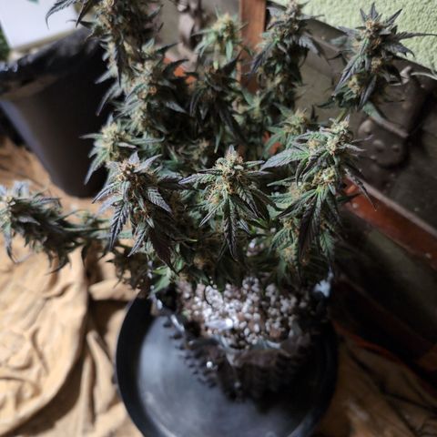 Donna- NH Nuclear Stardawg (74), 22% Sativa, 150g wet/29 dry growlog photo: Very sticky!