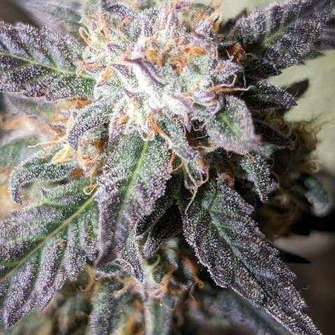 Donna- NH Nuclear Stardawg (74), 22% Sativa, 150g wet/29 dry growlog timeline photo