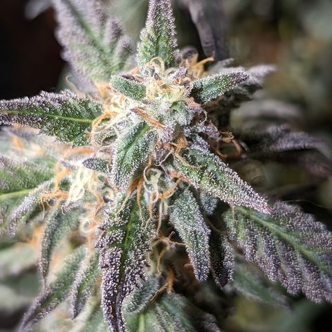 Donna- NH Nuclear Stardawg (74), 22% Sativa, 150g wet/29 dry growlog timeline photo