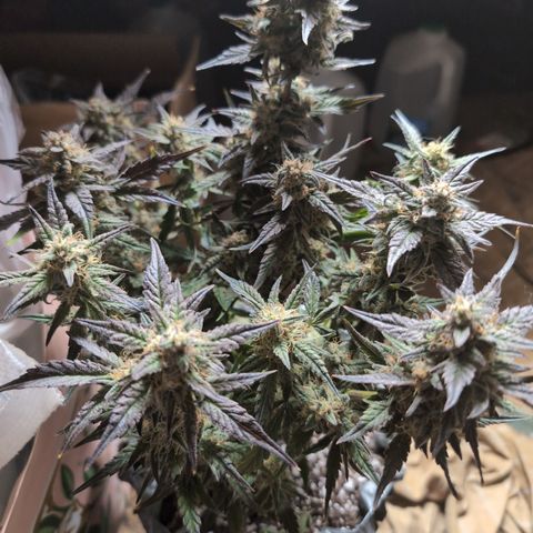 Donna- NH Nuclear Stardawg (74), 22% Sativa, 150g wet/29 dry growlog photo: Still not a lot of amber on the buds.
She's turning purple outside the tent!