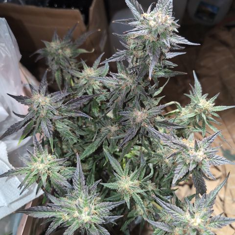 Donna- NH Nuclear Stardawg (74), 22% Sativa, 150g wet/29 dry growlog timeline photo