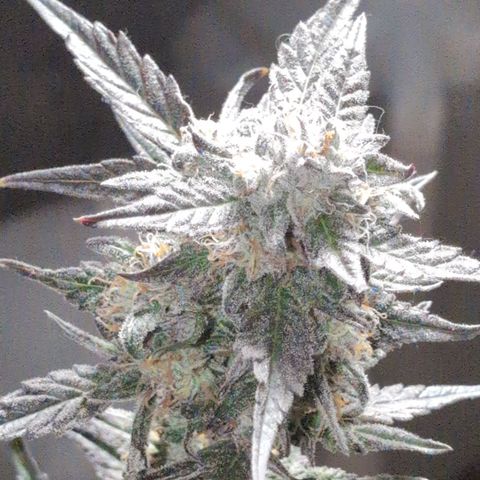 Donna- NH Nuclear Stardawg (74), 22% Sativa, 150g wet/29 dry growlog timeline photo