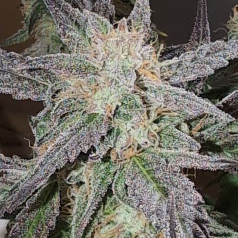 Donna- NH Nuclear Stardawg (74), 22% Sativa, 150g wet/29 dry growlog timeline photo