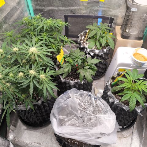 Donna- NH Nuclear Stardawg (74), 22% Sativa, 150g wet/29 dry growlog photo: Power outage. I didn't think about needing the humidifier or fan to restart! 🤷🏻