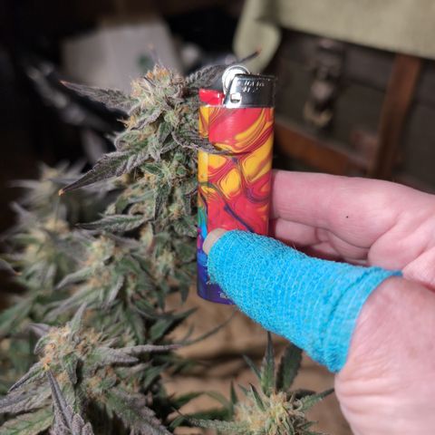 Donna- NH Nuclear Stardawg (74), 22% Sativa, 150g wet/29 dry growlog photo: Skinny!!