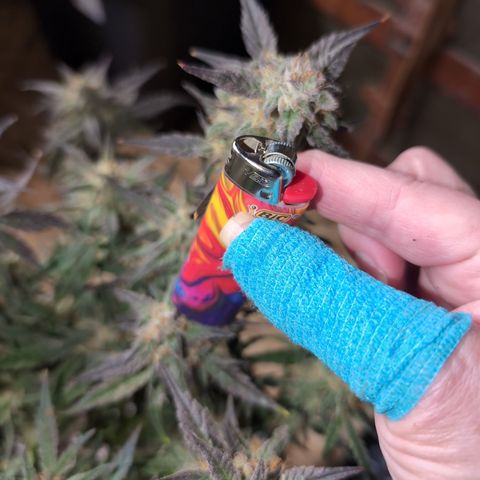 Donna- NH Nuclear Stardawg (74), 22% Sativa, 150g wet/29 dry growlog photo: Skinny!!