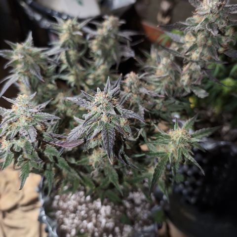 Donna- NH Nuclear Stardawg (74), 22% Sativa, 150g wet/29 dry growlog timeline photo