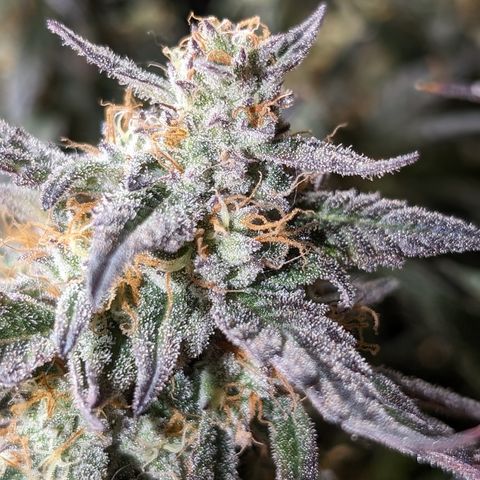 Donna- NH Nuclear Stardawg (74), 22% Sativa, 150g wet/29 dry growlog photo: I see amber on her buds. She's going down. 😁