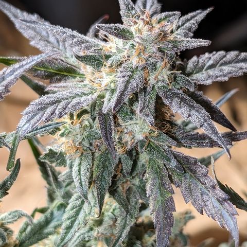 Donna- NH Nuclear Stardawg (74), 22% Sativa, 150g wet/29 dry growlog photo: I see amber on her buds. She's going down. 😁