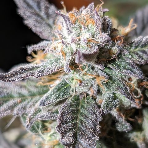 Donna- NH Nuclear Stardawg (74), 22% Sativa, 150g wet/29 dry growlog photo: I see amber on her buds. She's going down. 😁