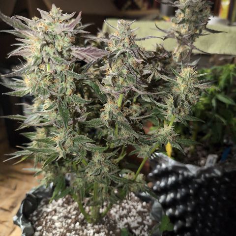 Donna- NH Nuclear Stardawg (74), 22% Sativa, 150g wet/29 dry growlog photo: She's skinny. 