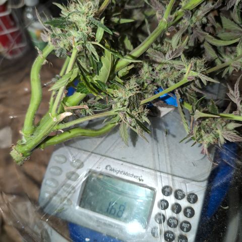 Donna- NH Nuclear Stardawg (74), 22% Sativa, 150g wet/29 dry growlog timeline photo
