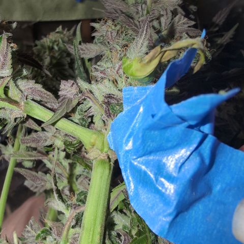 Donna- NH Nuclear Stardawg (74), 22% Sativa, 150g wet/29 dry growlog photo: That's where she broke!