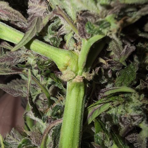 Donna- NH Nuclear Stardawg (74), 22% Sativa, 150g wet/29 dry growlog photo: That's where she broke!
