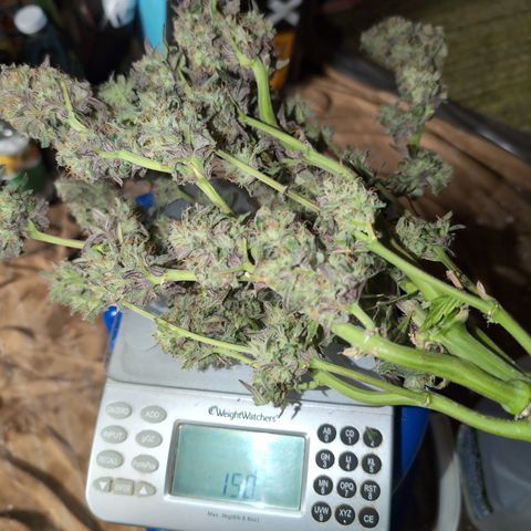 Donna- NH Nuclear Stardawg (74), 22% Sativa, 150g wet/29 dry growlog photo: 150g
Smells of lemon