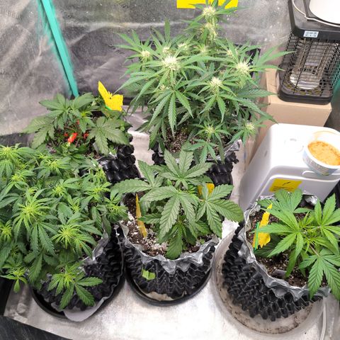 Donna- NH Nuclear Stardawg (74), 22% Sativa, 150g wet/29 dry growlog timeline photo