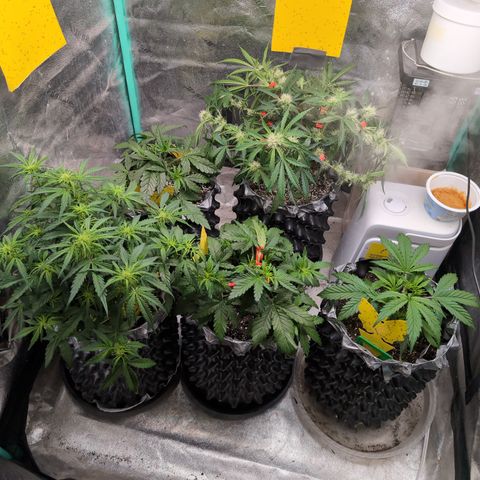 Donna- NH Nuclear Stardawg (74), 22% Sativa, 150g wet/29 dry growlog timeline photo