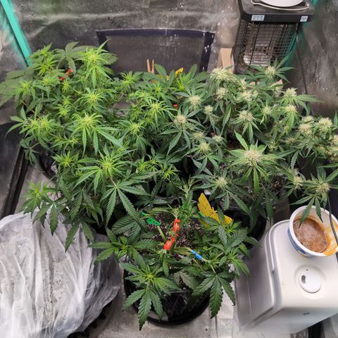 Donna- NH Nuclear Stardawg (74), 22% Sativa, 150g wet/29 dry growlog timeline photo