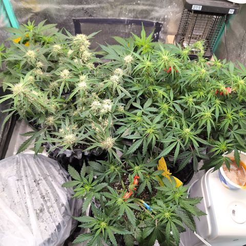 Donna- NH Nuclear Stardawg (74), 22% Sativa, 150g wet/29 dry growlog timeline photo