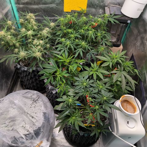 Donna- NH Nuclear Stardawg (74), 22% Sativa, 150g wet/29 dry growlog timeline photo