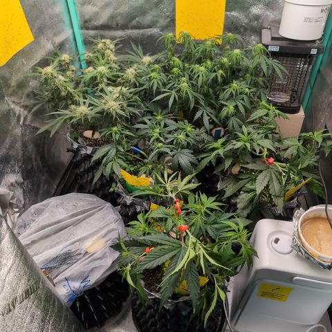 Donna- NH Nuclear Stardawg (74), 22% Sativa, 150g wet/29 dry growlog timeline photo