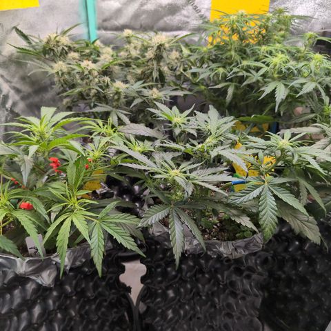 Donna- NH Nuclear Stardawg (74), 22% Sativa, 150g wet/29 dry growlog timeline photo