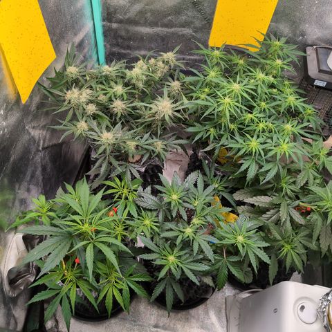 Donna- NH Nuclear Stardawg (74), 22% Sativa, 150g wet/29 dry growlog timeline photo