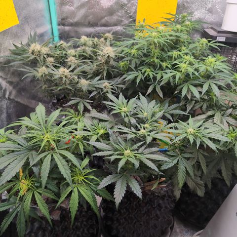 Donna- NH Nuclear Stardawg (74), 22% Sativa, 150g wet/29 dry growlog timeline photo