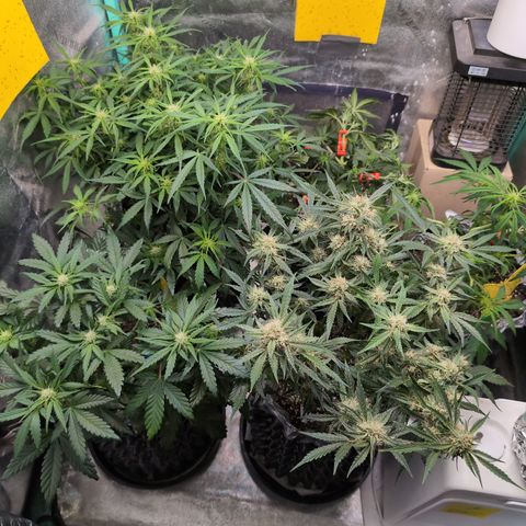 Donna- NH Nuclear Stardawg (74), 22% Sativa, 150g wet/29 dry growlog timeline photo