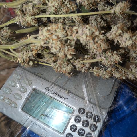 Donna- NH Nuclear Stardawg (74), 22% Sativa, 150g wet/29 dry growlog photo: 44g with the stem.