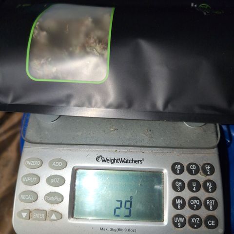 Donna- NH Nuclear Stardawg (74), 22% Sativa, 150g wet/29 dry growlog timeline photo