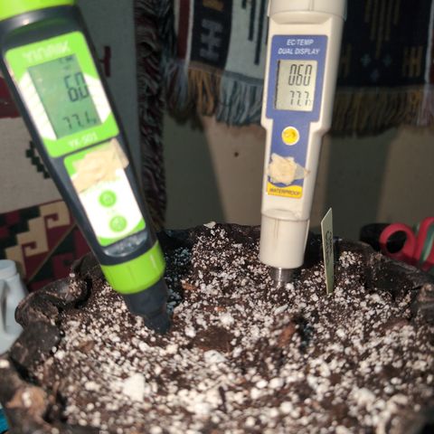 Agnes - Afgooey, (The Seed Fair), 28%, 30/70, (71d/74d/7-9w)459w/ growlog timeline photo