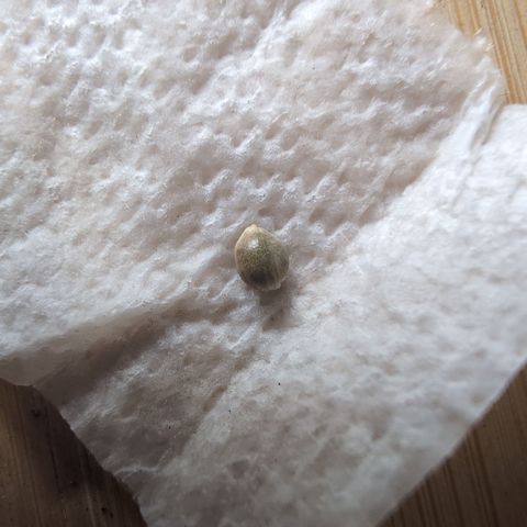 Agnes - Afgooey, (The Seed Fair), 28%, 30/70, (71d/74d/7-9w)459w/ growlog timeline photo