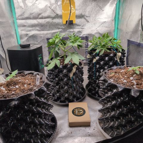 Agnes - Afgooey, (The Seed Fair), 28%, 30/70, (71d/74d/7-9w)459w/ growlog timeline photo